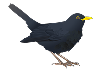 amsel-florian-illustration